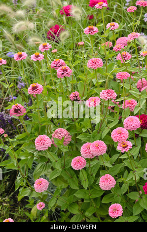 Gemeinsame Zinnia (Zinnia violacea 'Oklahoma rosa "syn. Oklahoma rosa Zinnia elegans'') Stockfoto