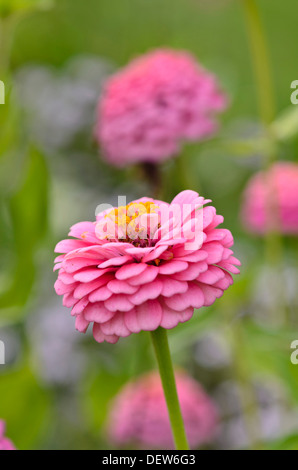 Gemeinsame Zinnia (Zinnia violacea 'Oklahoma rosa "syn. Oklahoma rosa Zinnia elegans'') Stockfoto