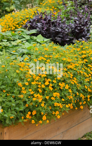 Signet studentenblume (Tagetes Tenuifolia) Stockfoto