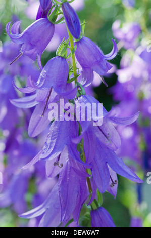 Kriechende Glockenblume Stockfoto