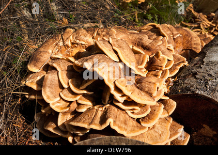 Der Wald Pilze (Laetiporus Sulphureus) Huhn Stockfoto