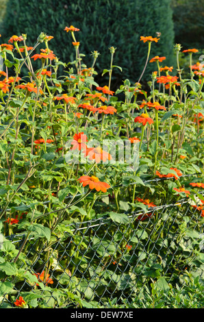 Mexikanische Sonnenblume (tithonia rotundifolia) Stockfoto