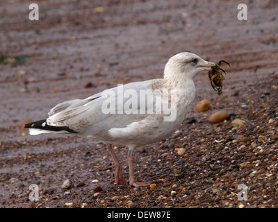 Silbermöwe, Larus Argentatus mit einer Krabbe im Schnabel, Devon, UK 2013 Stockfoto