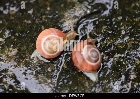 Weiß-lippigen Schnecke (cepaea hortensis) Stockfoto