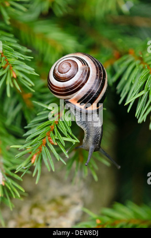 Weiß-lippigen Schnecke (cepaea hortensis) Stockfoto