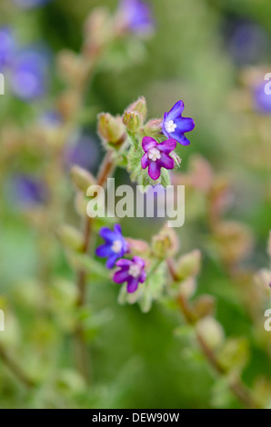 Alkanet (alkanna Dolmetsch syn. alkanna tuberculata) Stockfoto