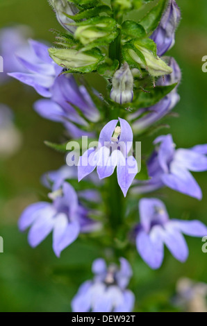 Große Blaue lobelia (lobelia siphilitica) Stockfoto