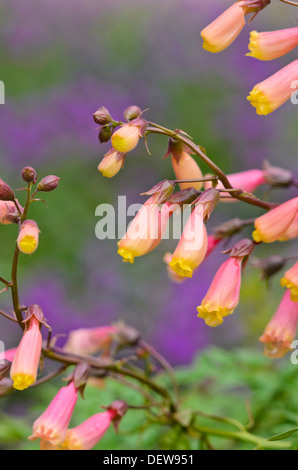 Herrlichkeit Blume (eccremocarpus Scaber) Stockfoto