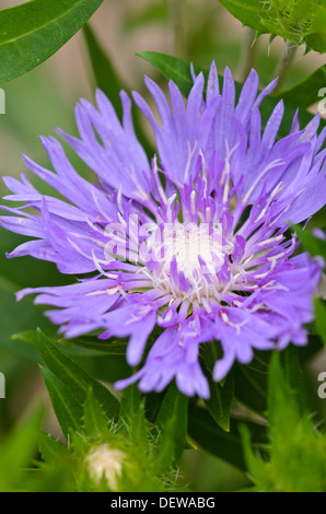 Stokes aster Purple (Stokesia laevis 'Sonnenschirm") Stockfoto