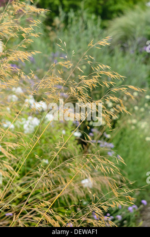Riesige Feder Gras (stipa gigantea) Stockfoto