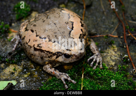 schöne weibliche gemalt Bullfrog (Kaloula Pulchra) auf dem Boden Stockfoto