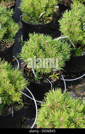 Zwerg Mountain Pine (Pinus mugo 'Allgäu') Stockfoto