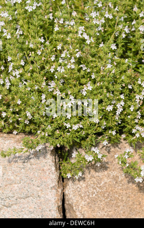 Winter Bohnenkraut (satureja montana) Stockfoto