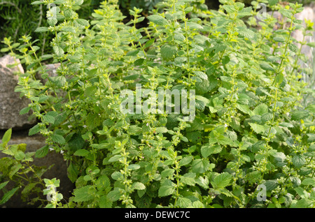 Zitronenmelisse (Melissa officinalis) Stockfoto