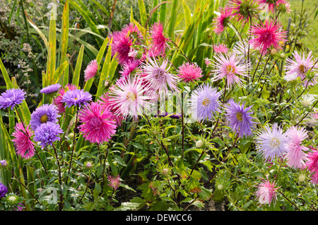 China Aster (Callistephus chinensis) Stockfoto