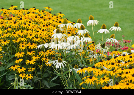 Purple cone Flower (Echinacea purpurea 'Alba') und orange Kegel Blüte (Rudbeckia fulgida) Stockfoto