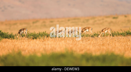 Eine Herde von Berg Gazelle (Gazella Gazella). Der Berg Gazella ist die am weitesten verbreitete Gazelle in Israel, Stockfoto
