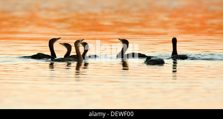 Der Pygmy Kormoran (Microcarbo Pygmeus Syn Phalacrocorax Pygmaeus) Stockfoto