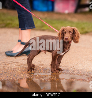 Ein Hund auf der alle über Hunde Show in Norfolk Showground, Norwich, Norfolk, England, Großbritannien, Uk Stockfoto