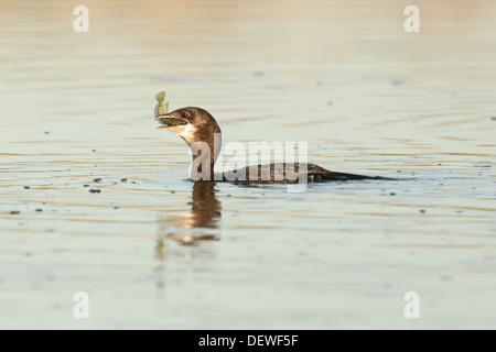 Der Pygmy Kormoran (Microcarbo Pygmeus Syn Phalacrocorax Pygmaeus) Stockfoto