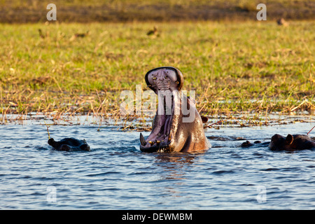 Ein Nilpferd Gähnen im Chobe Nationalpark, Botswana Stockfoto