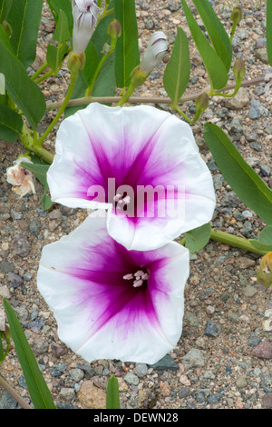 Rosa-throated Prunkwinde Ipomoea Longifolia Coronado National Memorial, Cochise County, Arizona, Vereinigte Staaten von Amerika Stockfoto