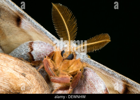 Polyphemus Motte Antheraea Polyphemus Tucson, Arizona, Vereinigte Staaten 15 August Erwachsenen Saturniidae Stockfoto