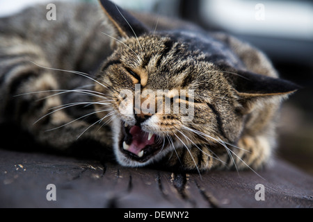 Schlafende Katze auf einer Holzbank Stockfoto
