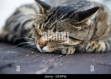 Schlafende Katze auf einer Holzbank Stockfoto
