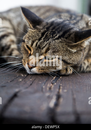 Schlafende Katze auf einer Holzbank Stockfoto