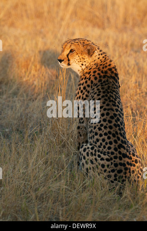 Gepard (Acinonyx Jubatus) männlichen Jagd, Okavango Delta, Botswana Stockfoto