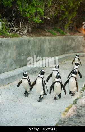 Afrikanische Pinguin (Spheniscus Demersus) Wild, zu Fuß bis Betonweg, Boulders Beach, Cape Peninsula, Südafrika stark gefährdet Stockfoto