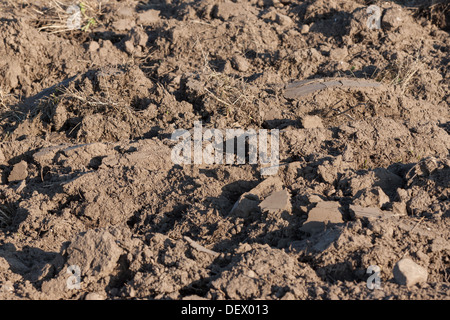 Die frisch bebaute Felder der Bauern im Herbst Stockfoto