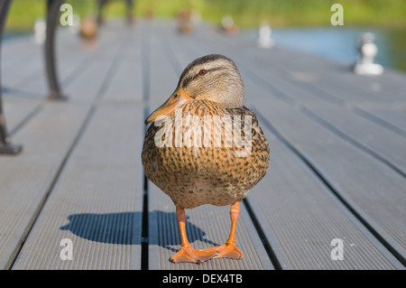 Ente, ruht auf einem hölzernen dock Stockfoto