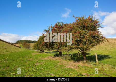 Eine alte Weißdorn Hecke in einem grünen Tal in Horsedale auf die Yorkshire Wolds England bei blau bewölktem Himmel im Spätsommer Stockfoto