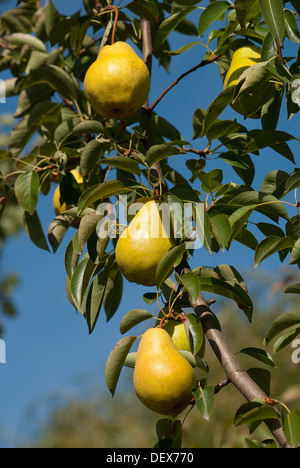 Saftige Birnen hängt an einem Baum in einem Obstgarten Stockfoto