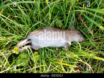 Nahaufnahme einer toten Ratte mit einem gebrochenen Bein lange Gras liegend Stockfoto