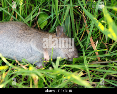 Nahaufnahme einer toten Ratte in langen grünen Rasen liegen Stockfoto