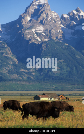 Elk266-1145v Wyoming, Grand Teton National Park, Jackson Hole, Bisons mit Teton Stockfoto