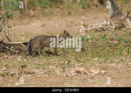 Stock Foto einer Krabbe Essen Fuchs, Pantanal, Brasilien Stockfoto