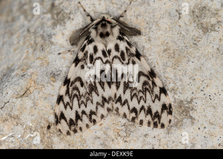 Schwarze Bögen oder Nonne Motte, Lymantria Monacha, ruht auf einer Steinmauer Stockfoto