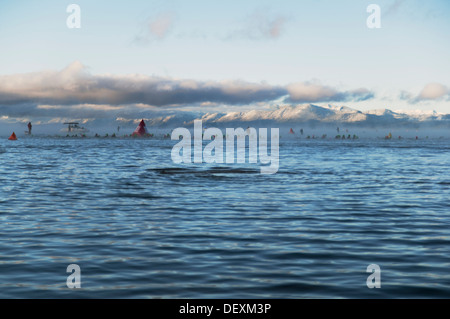 Eine große Gruppe von Schwimmern in Lake Tahoe an einem Triathlon Wettbewerb Stockfoto