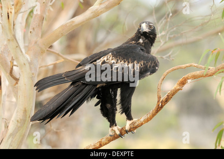 Wedge-tailed Eagle Aquila Audax Erwachsenen fotografiert in Tasmanien, Australien Stockfoto