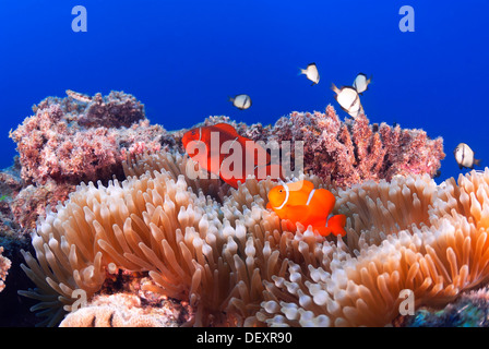 Spinecheek Anemonenfische Premnas Biaculeatus Great Barrier Reef und Coral Sea, Pazifik, Queensland, Australien Stockfoto