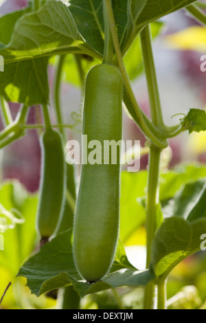 Valor Papdi Bean, indische Bohne, wachsen in einem Garten Stockfoto