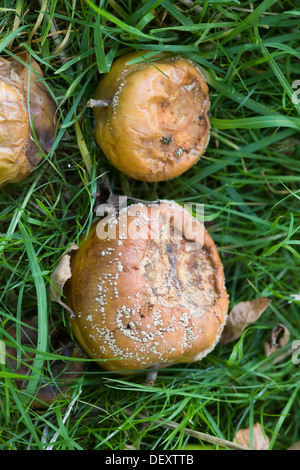 Faulen Äpfel auf dem Boden Stockfoto