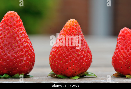 Die Erdbeersaison, Beeren in verschiedenen Größen Stockfoto