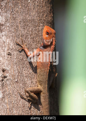 Orange Eidechse sitzt auf Vetkeb im natürlichen Lebensraum. Nahaufnahmen Stockfoto