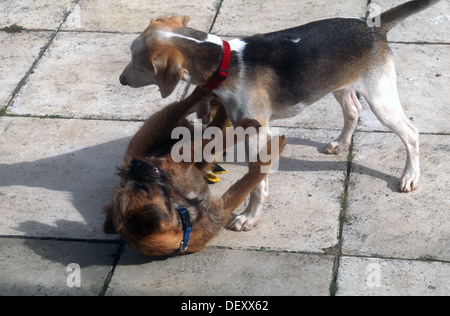 Beagle und Border Terrier Welpen spielen kämpfen Stockfoto