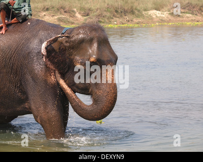 Mann Waschen seinen Elefanten am Ufer des Flusses im Chitwan Park in Nepal Stockfoto